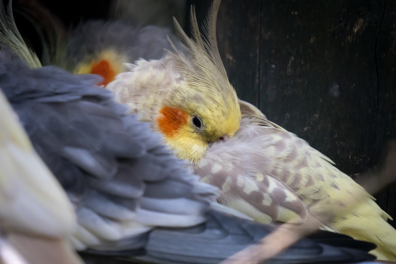 rest, domestic, cockatiel, bird, white color, focus on foreground, animal wildlife, pets, nature, vertebrate, 5K, one animal, no people, animal body part