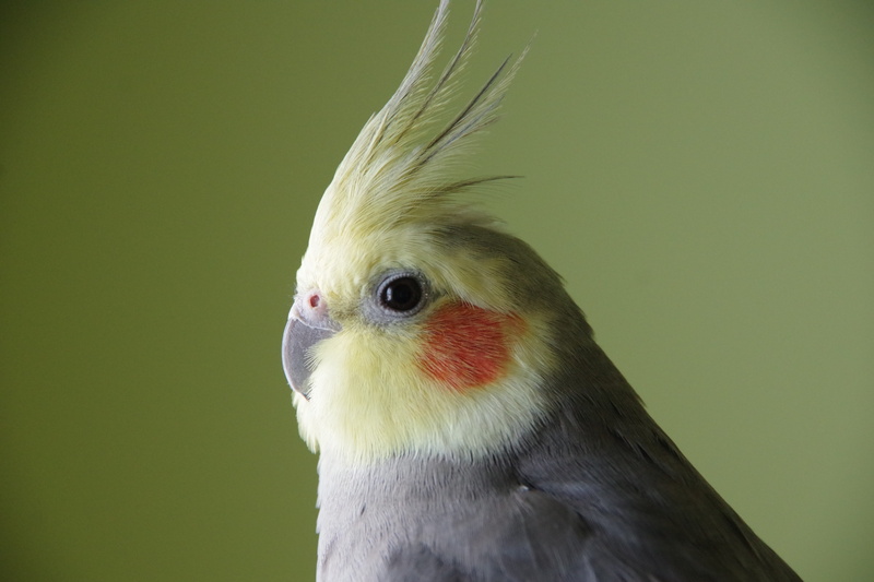 5K, animal themes, beak, yellow, day, studio shot, animal head, crest, vertebrate, looking, animals in the wild, focus on foreground, animal, no people
