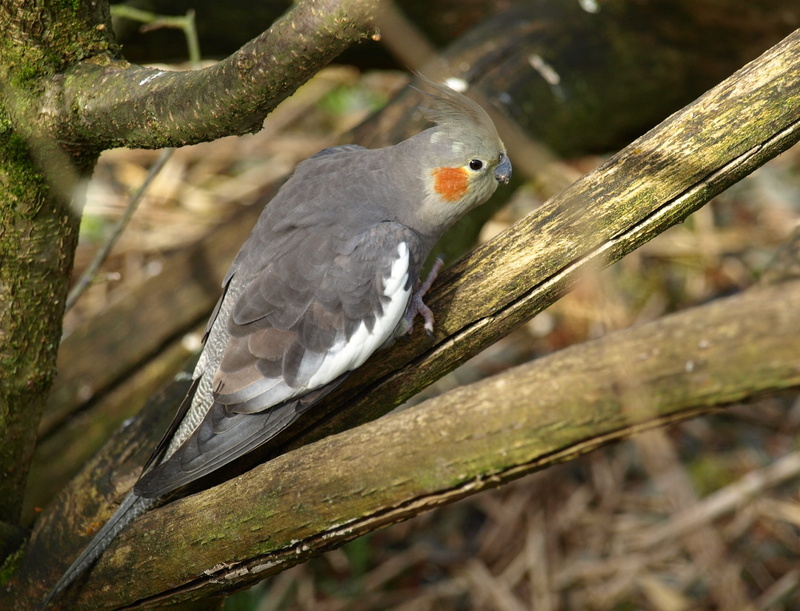 animal themes, day, no people, nymphicus hollandicus, grey, outdoors, wood - material, cockatiel, branch, zoology, plant, animal wildlife, close-up, perching