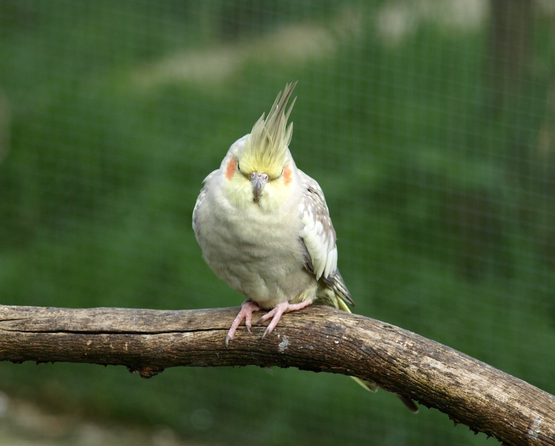 animal, full length, tree, vertebrate, nymphicus hollandicus, day, branch, parakeet, animals in the wild, no people, beak, cockatiel, focus on foreground