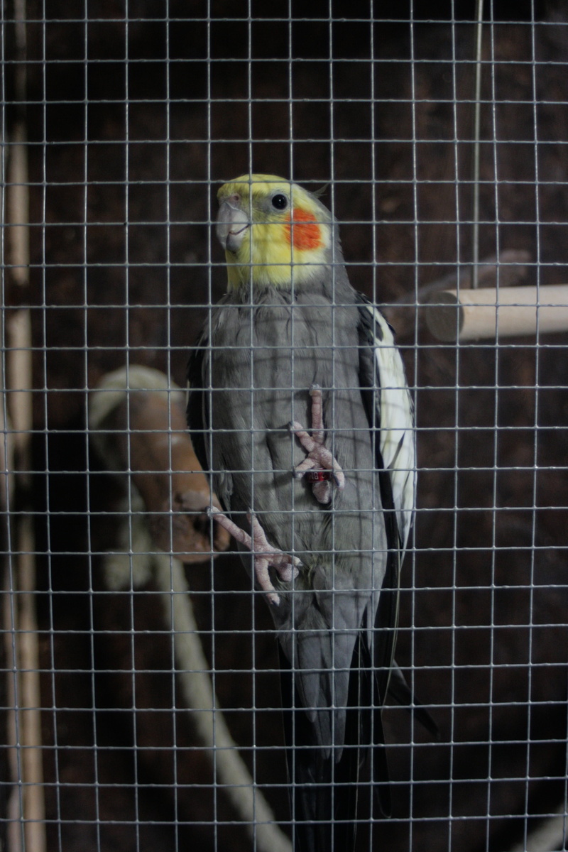 pets, 2K, one animal, bird, birdcage, close-up, perching, zoology, cockatiel, animal, focus on foreground, pet, animals in captivity, day, animals in the wild
