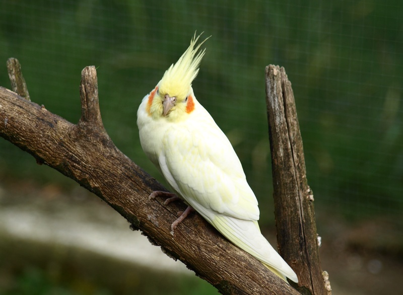 close-up, plant, 2K, day, animal wildlife, animal themes, tree trunk, one animal, bird, focus on foreground, perching, animal, nymphicus hollandicus, branch