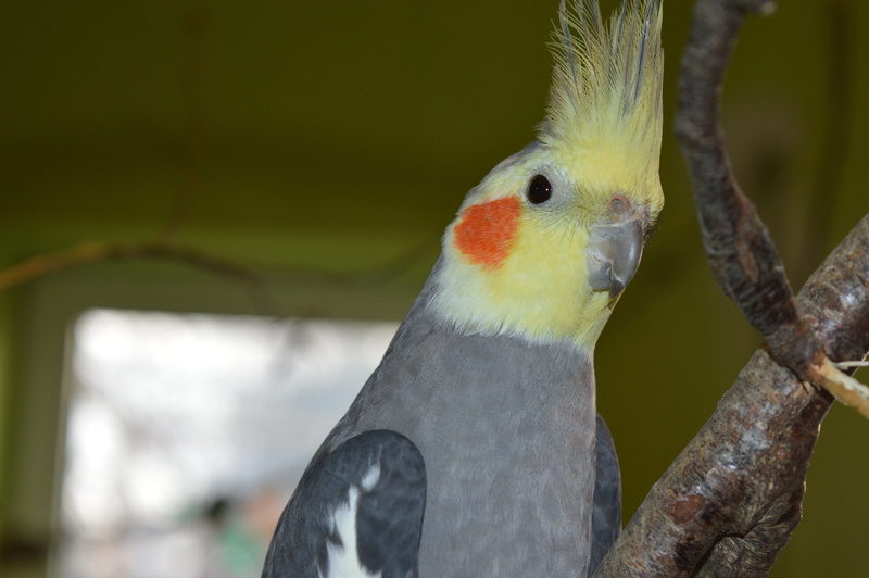 one animal, animal wildlife, beak, branch, no people, animals in the wild, Ziervogel, focus on foreground, grey, looking, animal themes, close-up, animal head