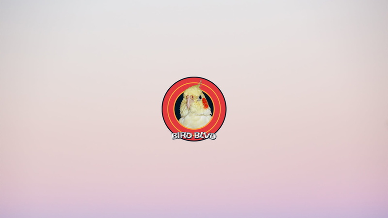 Cockatiel, Bird, Parakeet, 1080P, Parrot, Birds