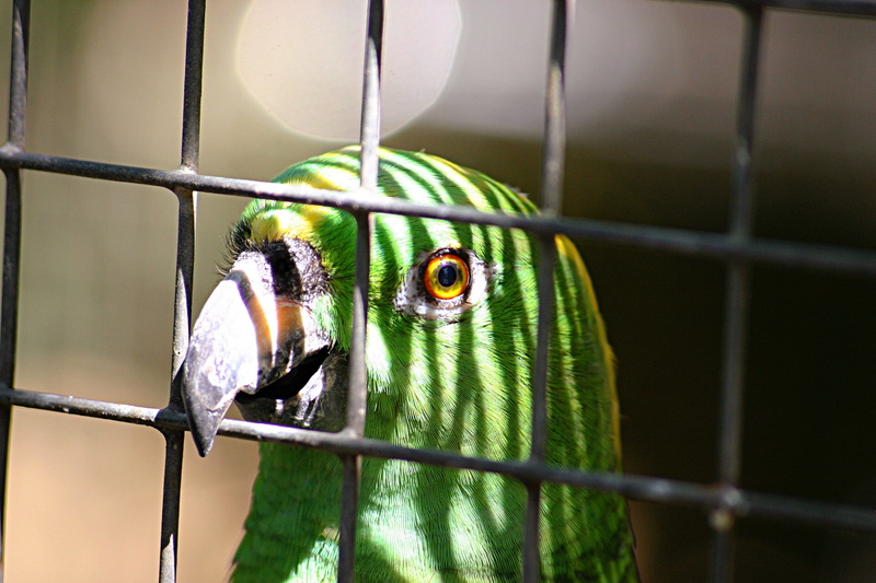 animals in captivity, bird, cage, inside, zoo, outdoors, 2K, animal themes, birdcage, animal, animal head, animals in the wild, day, vertebrate, animal wildlife