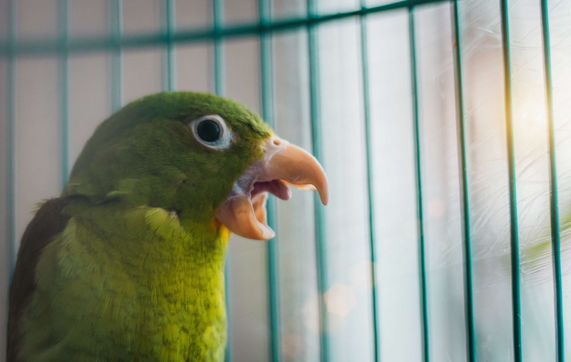 birdcage, bird house, day, outdoors, pjaro, animal wildlife, mouth open, no people, mouth, 4K, vertebrate, parrot, focus on foreground, close-up, yellow