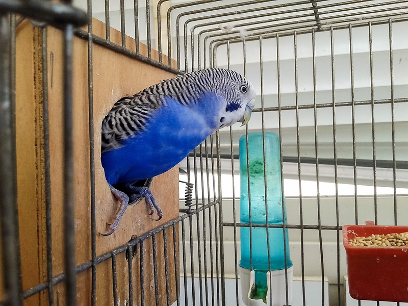 indoors, animal themes, animals in the wild, budgerigar, birdcage, animals in captivity, blue, metal, parrots, close-up, 2K, vertebrate, no people, animal
