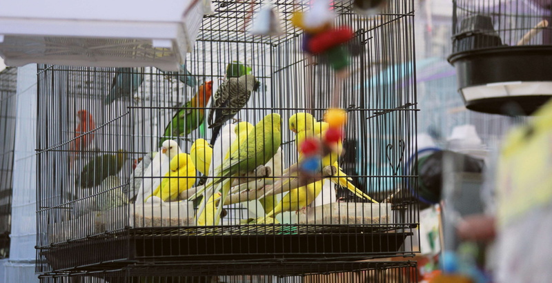 outdoors, parakeet, animal themes, parrot, selective focus, metal, animal wildlife, cages, no people, birds, bird, group of animals, trapped, animals in captivity
