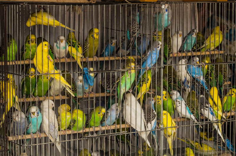day, parrot, retail, group of animals, birdcage, birds, animals in captivity, 5K, animal, yellow, market pitici, trapped, a flock of, parrots, cage, market