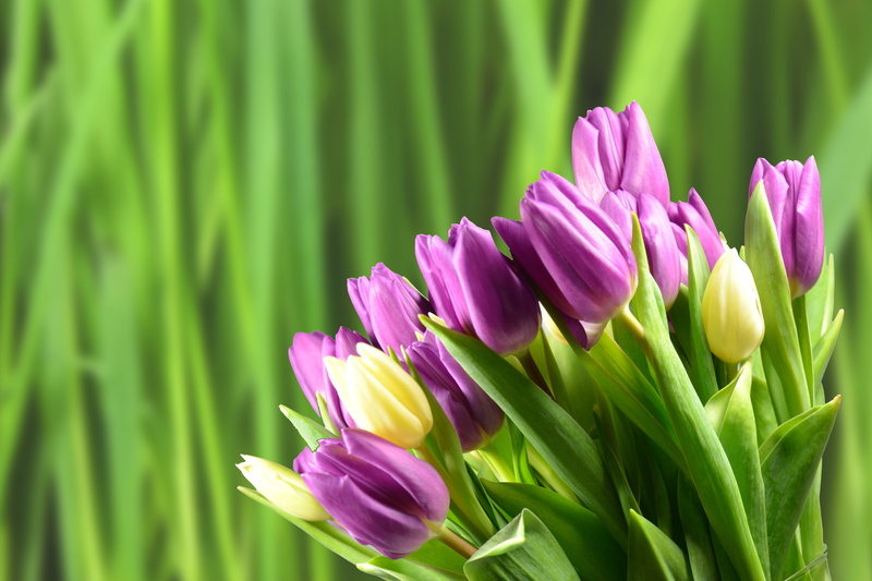 purple, fragility, vulnerability, leaf, plant part, garden, inflorescence, growth, no people, flower, day, 4K, bloom, focus on foreground, spring, flowers