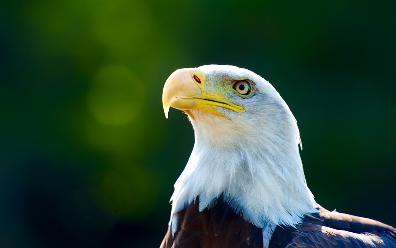 Eagle, close, White, 2K, Feathers, Head