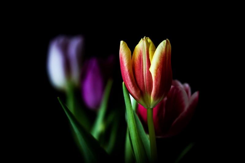 shell, spring flowers, yellow, beauty in nature, sunny yellow, fragility, spring, ornamental garden, petal, summer, colorful, bouquet, garden plant, tulip cup