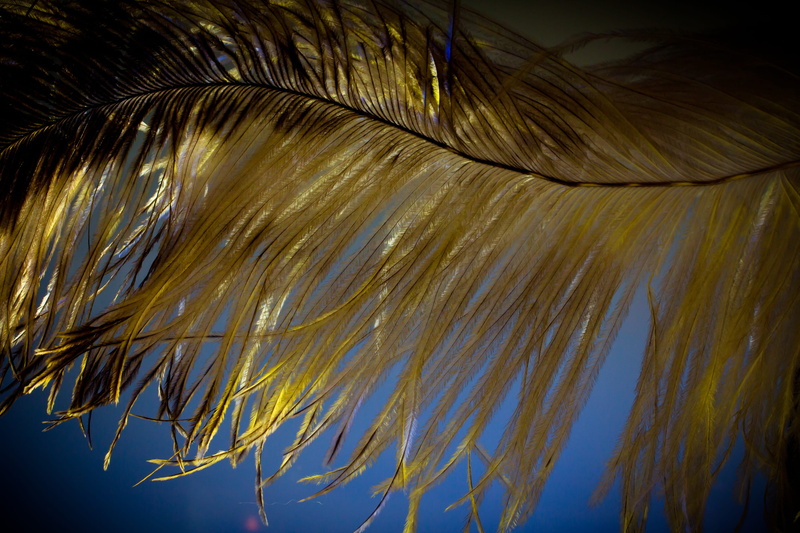 full frame, day, bird, palm leaf, softness, nature, soft, tranquility, close-up, hair, sunlight, sky, plant, feather, beauty in nature, low angle view