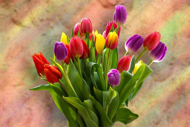 green color, pink color, plant part, beauty in nature, no people, flower, freshness, purple, colorful, blossom, bright, 2K, fragility, vulnerability, schnittblume