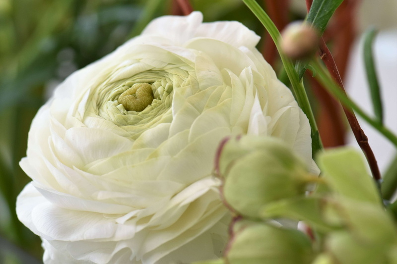 rose - flower, nature, inflorescence, growth, spring flowers, close-up, spring, white, fragility, springtime, flower, petal, leaves, no people, white color