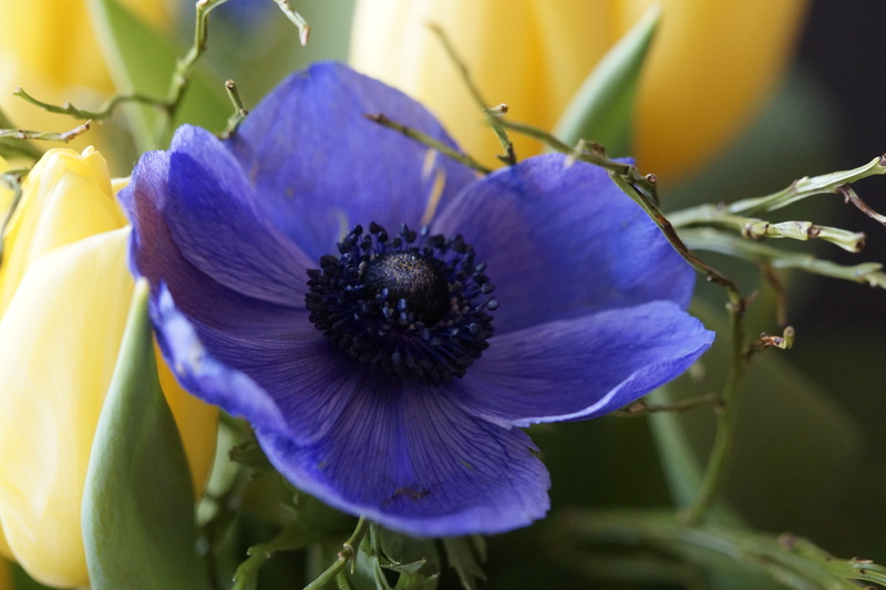 outdoors, bright, beauty in nature, growth, 5K, spring bouquet, flora, flowering plant, purple, freshness, anemone, blossom, spring flower, flower head