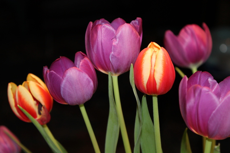 pink Color, 4K, vulnerability, growth, close-up, black background, freshness, flower, purple, studio shot, colorful, springtime, petal, yellow, tulip