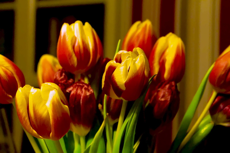 flora, 1080P, yellow, close-up, tulip bulbs, spring flower, flowers, tulip bouquet, green, multi colored, strauss, gift, color, close, indoors, spring