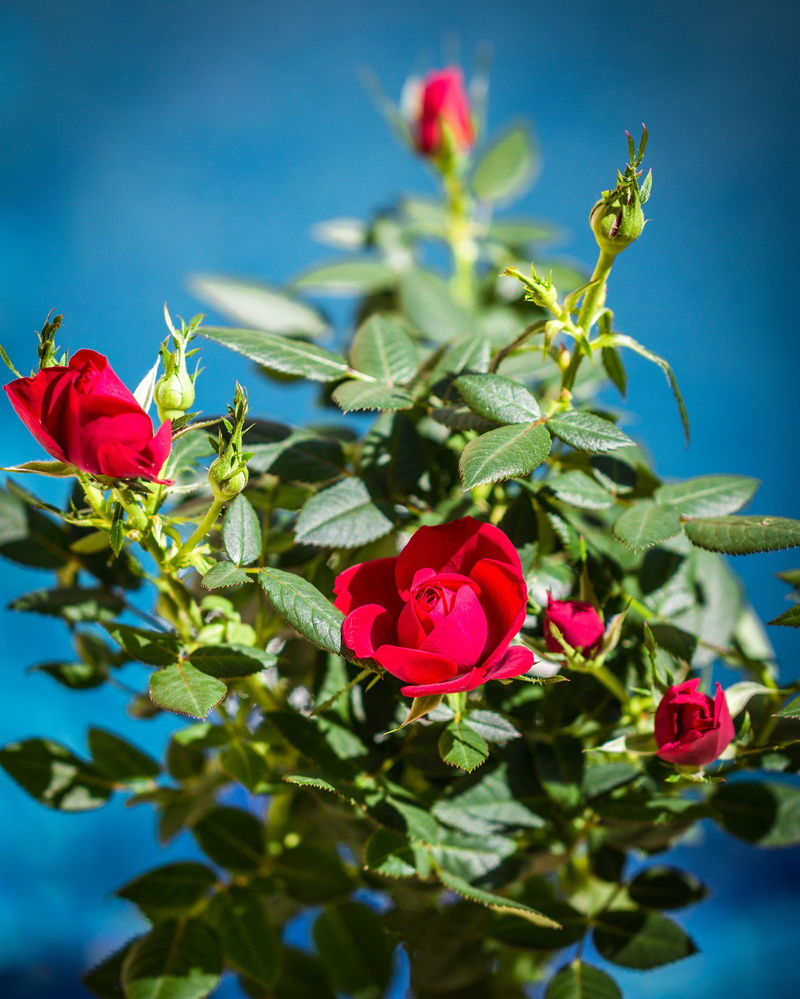 inflorescence, of course, outdoors, rose flower, love, freshness, rosenblatt, fragility, rose, strauss, springtime, no people, 4K, bouquet of flowers