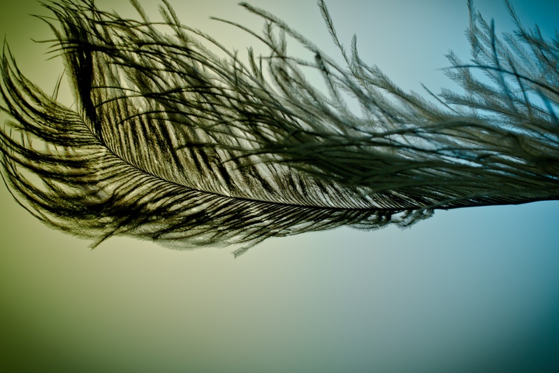 close-up, tender, plant part, bird, growth, studio shot, strauss, tranquility, ease, green color, outdoors, leaves, close, day, plant, beauty in nature