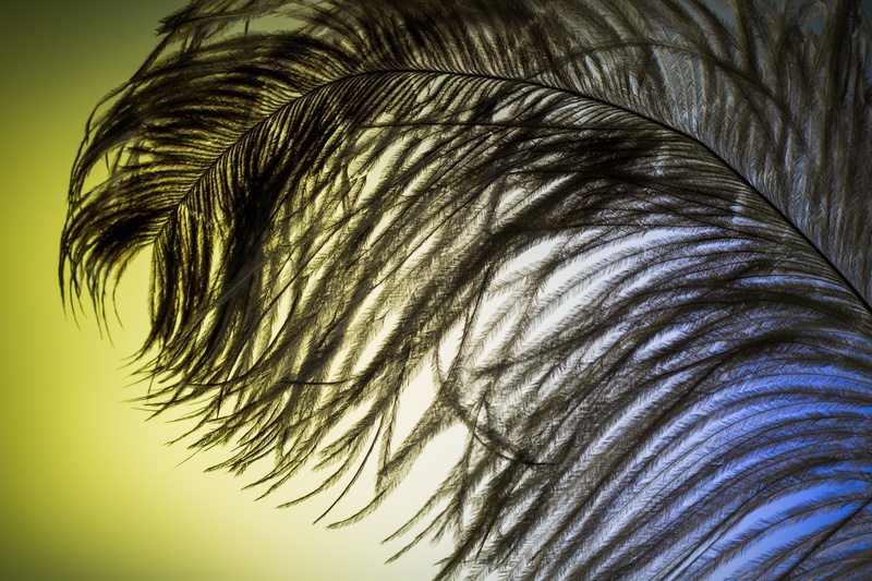 airy, spring dress, 2K, bird feather, tropical climate, palm leaf, plumage, hair, no people, close, spring, day, tender, nature, backgrounds, strauss spring