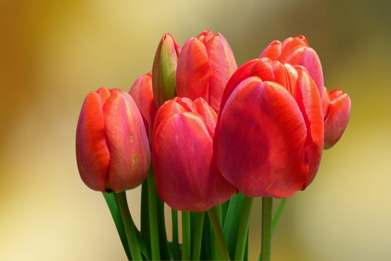 spring flowers, flowering plant, colored background, inflorescence, studio shot, bunch of flowers, bukeh, petal, flower head, fragility, close-up, flowers