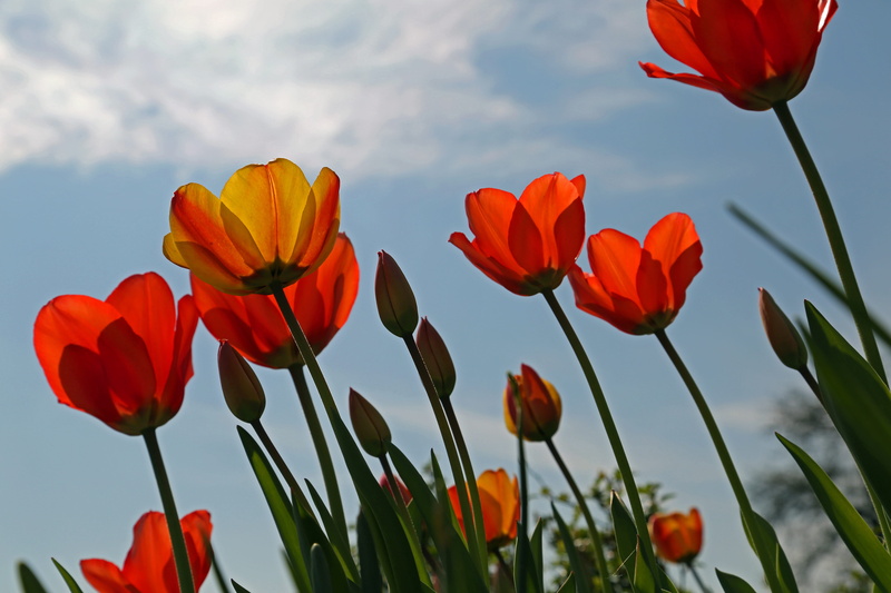 color, nature, natural, colorful, garden, growth, inflorescence, summer, frühlingsanfang, green, macro, flowers, orange color, bloom, spring, petal, leaves