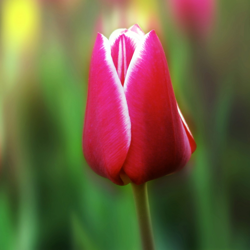 flora, spring, pink color, spring bouquet, spring flower, bloom, freshness, petal, Flower, Plant, vulnerability, red, no people, growth, Garden, strauss