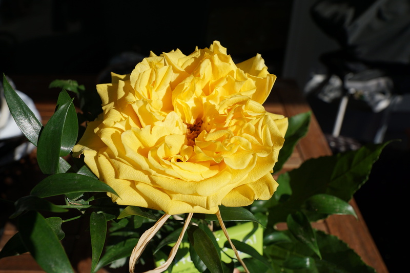 fragility, plant, birthday, freshness, bind, pentecost, strauss, race, growth, jealousy, cosmetics, gift, perfume, nature, yellow, breeding, give, relaxation