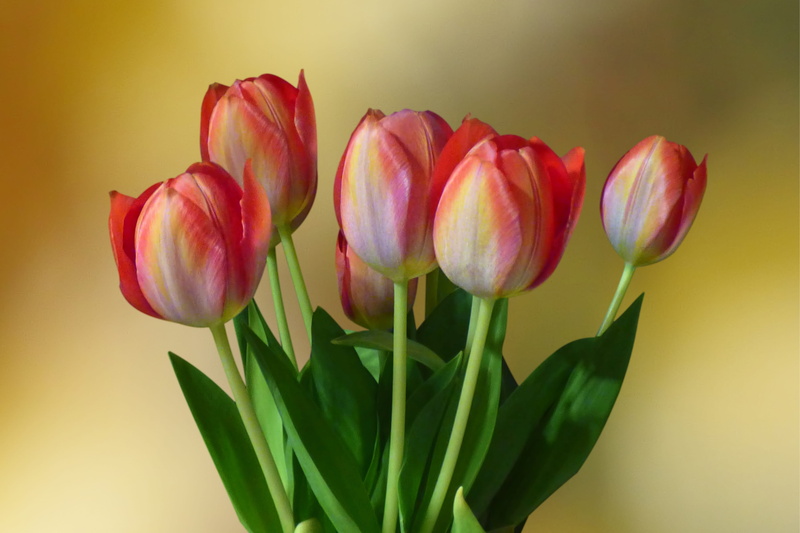 fragility, tulips, spring flowers, no people, strauss, indoors, plant part, flowering plant, petal, bi color, flower, plant, leaf, nature, vulnerability