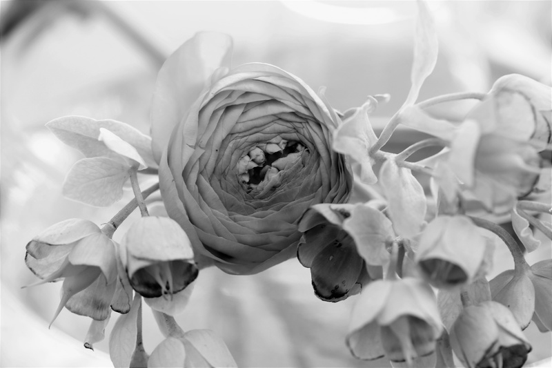 vulnerability, spring, growth, outdoors, botany, christian roses, plant, rose - flower, 5K, petal, bloom, sepal, flower head, inflorescence, black and white