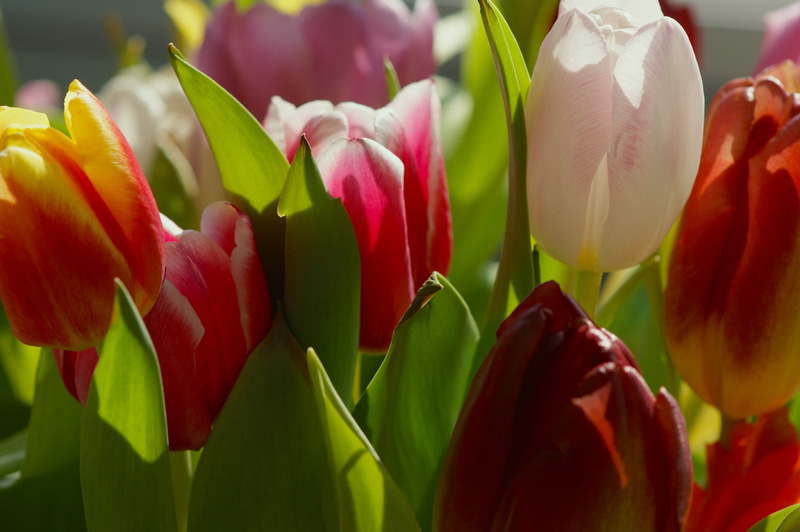 leaf, springtime, day, petal, vulnerability, flora, flowering plant, spring, 4K, sun, inflorescence, strauss, focus on foreground, fragility, flower, outdoors