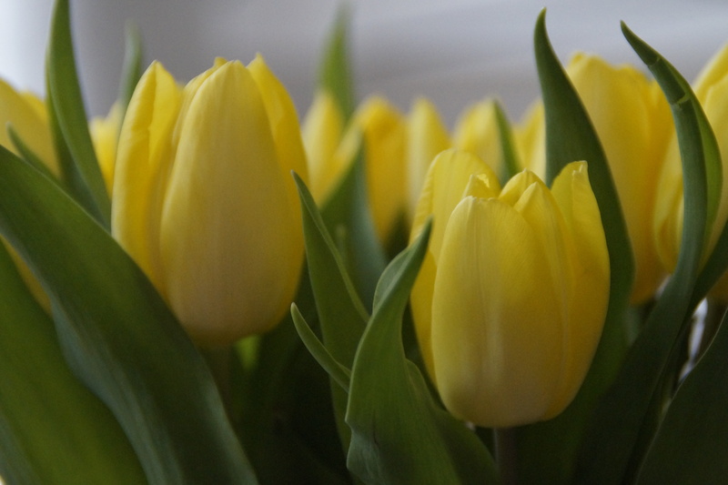 strauss, day, 5K, inflorescence, outdoors, plant, yellow, blossom, freshness, petal, spring, tulip, bouquet, springtime, bloom, leaf, flower head, flower