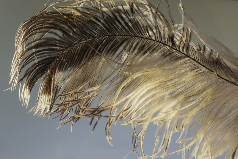 spring dress, focus on foreground, day, still life, sky, strauss, airy, close-up, bird feather, plumage, palm leaf, vulnerability, fragility, outdoors