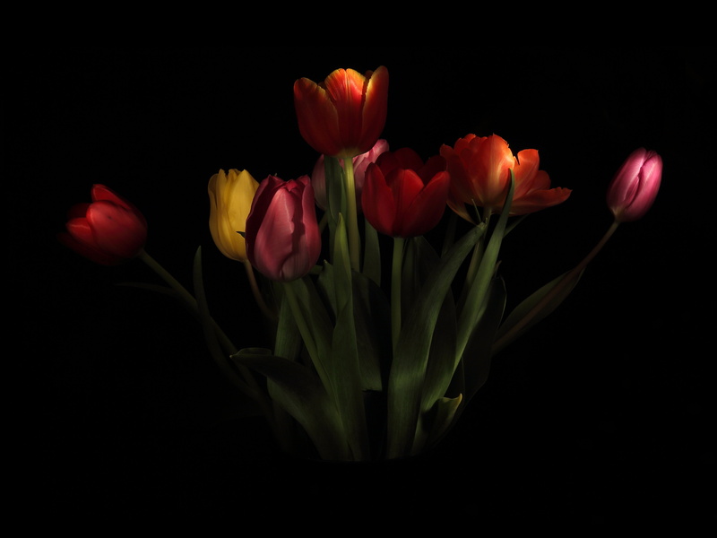 flower head, blossom, plant, zwiebelpflanze, indoors, close-up, tulips, close, flower, bouquet, 5K, bunch of flowers, nature, petal, no people, black