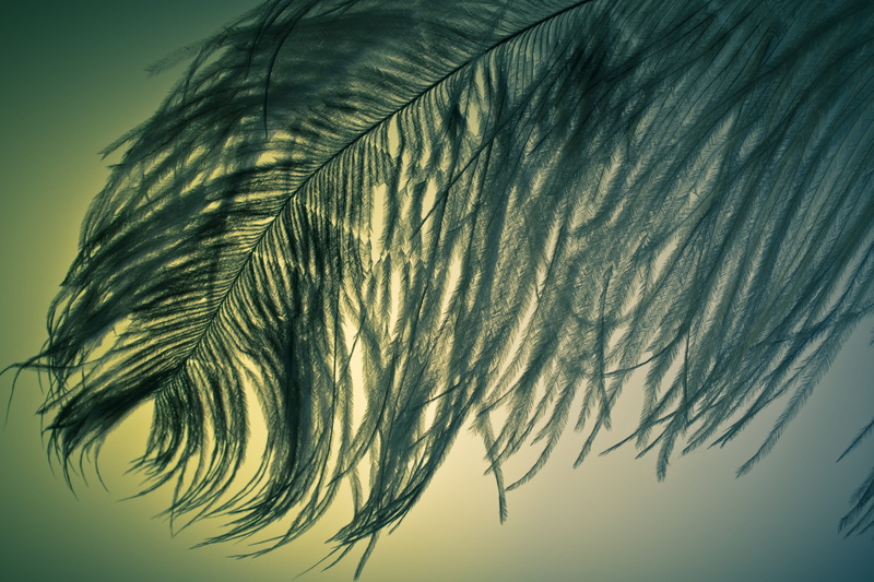ease, sky, scenics - nature, bird, strauss, spring dress, environment, outdoors, palm leaf, close-up, close, plumage, bird feather, sunset, strauss spring