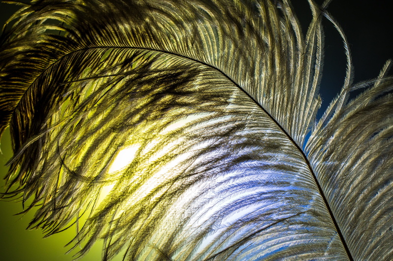 plumage, palm leaf, strauss spring, pattern, leaf, plant, spring dress, fragility, full frame, ease, vulnerability, beauty in nature, tropical climate