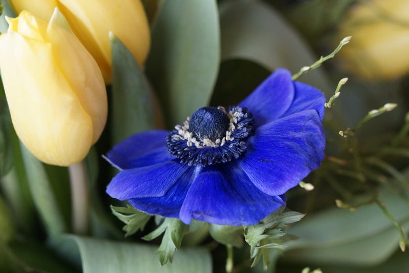 photography, flower head, pollen, vulnerability, focus on foreground, plant part, iris - plant, strauss, crown anemone, bright, tulips, petal, no people