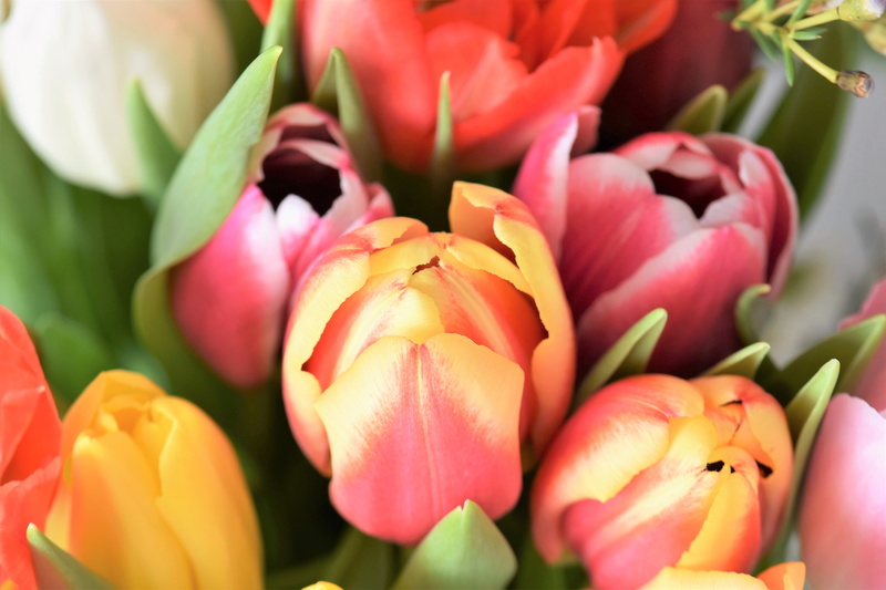 no people, spring, beauty in nature, flowers, growth, schnittblume, strauss, bunch of flowers, pink color, tulip, vulnerability, flowering plant, outdoors