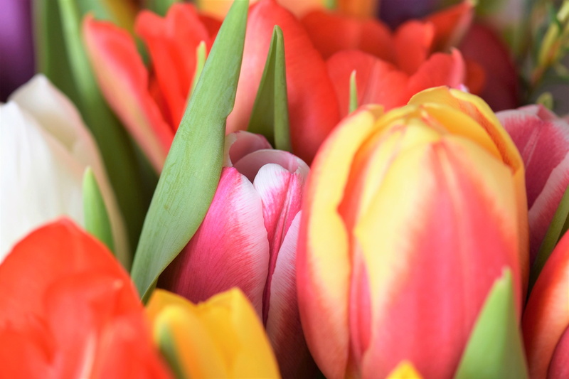 nature, red, close-up, selective focus, full frame, 5K, flowering plant, flower, flower Head, pink Color, colorful, tulips, inflorescence, bunch of flowers