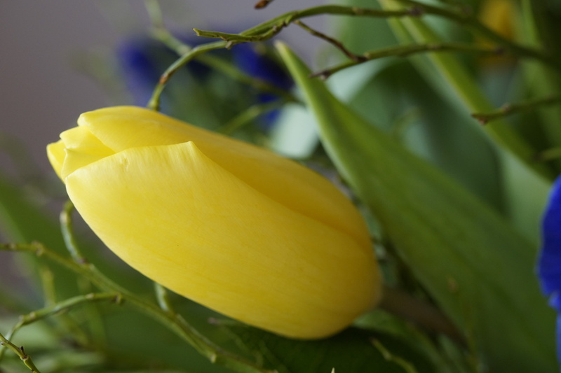 petal, spring bouquet, green Color, plant part, summer, outdoors, beauty In Nature, close-up, springtime, vulnerability, food, tulip bouquet, healthy eating