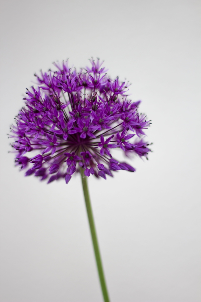 close-up, inflorescence, schnittblume, plant stem, white background, petal, studio shot, blossom, beautiful, floral, Flower, bouquet of flowers, growth