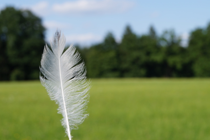 white color, Spring, no people, summer, fragility, softness, sport, plant, tree, beauty in nature, slightly, vulnerability, grass, bird, day, Down, featherweight