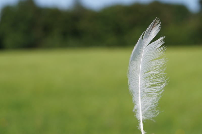 white, day, green color, land, feather, lightweight, plant, purity, light-weight, 4K, softness, focus on foreground, outdoors, tranquility, featherweight