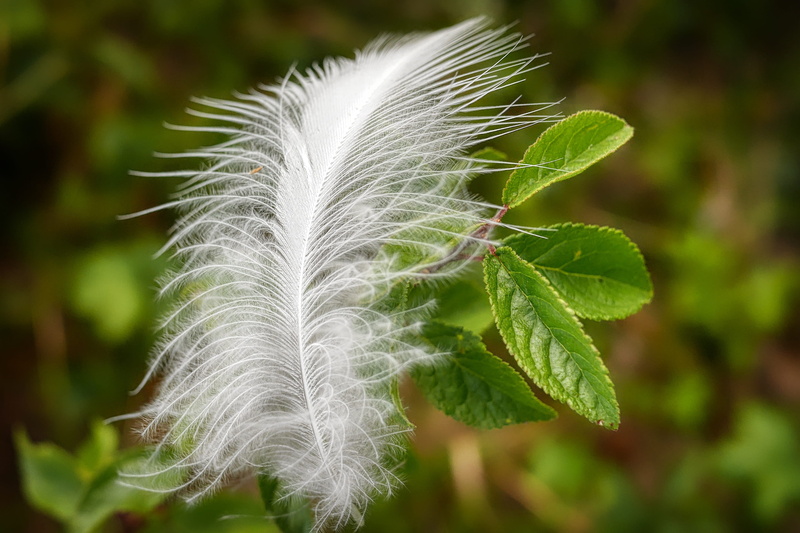 day, featherweight, softness, no people, plant part, white, 2K, vulnerability, plant, growth, white color, fragility, botany, green color, airy, filigree