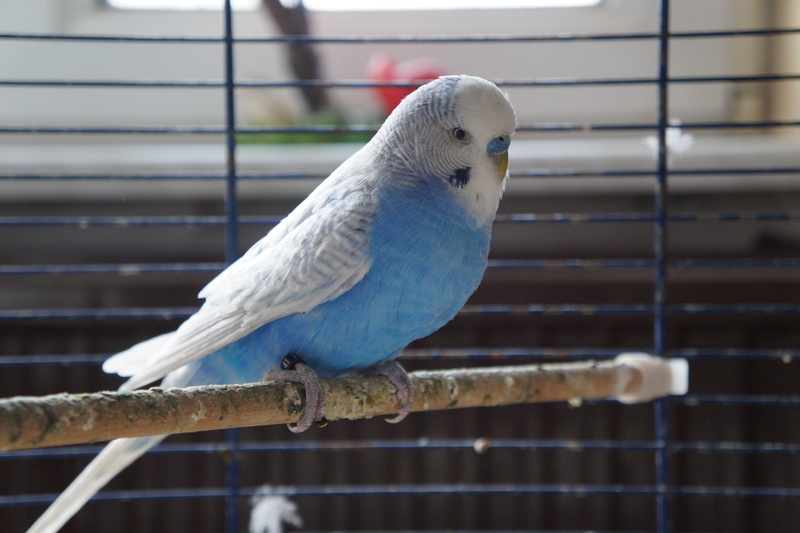 animal wildlife, bird, day, animals in the wild, budgie, nature, no people, slightly, animals in captivity, 5K, pet, parakeet, plumage, feather, perching