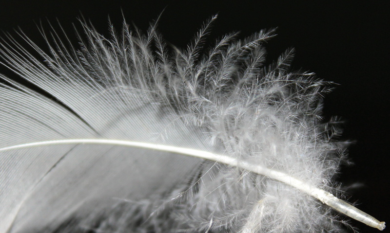 White, black background, curve, nature, no people, beauty in nature, soft, plant, grass, light trail, close-up, Fluff, 4K, Fluffy, motion, macro, long exposure