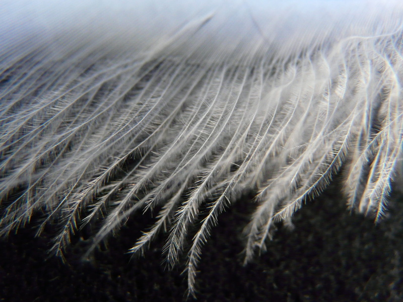pattern, cereal plant, nature, tranquility, selective focus, bird feather, filigree, animal springs, white color, growth, airy, focus on foreground, white