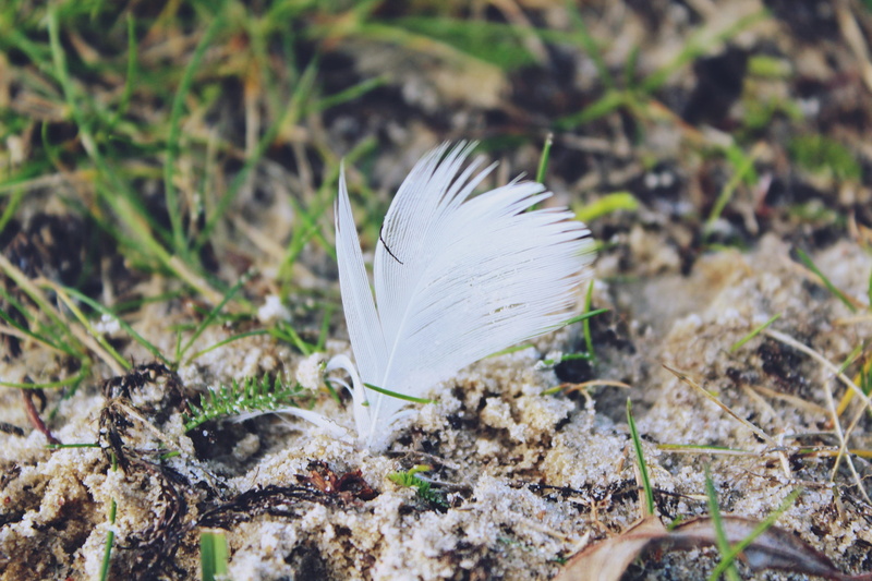 field, focus on foreground, winter, growth, white color, animal springs, fragility, Spring, softness, no people, slightly, leaf, Grass, cold, feather, white