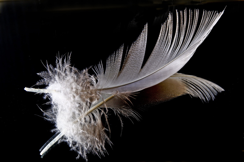 flower head, dandelion seed, beauty in nature, mirroring, slightly, filigree, studio shot, purity, white color, feather, flower, black background, fluffy